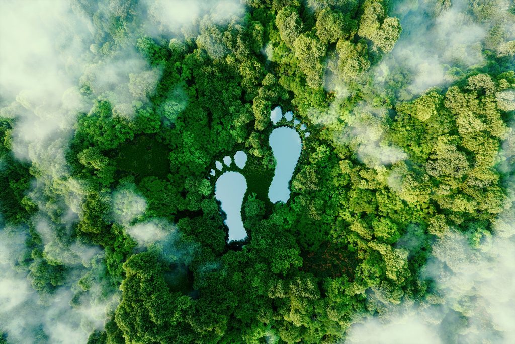 footprints in forest